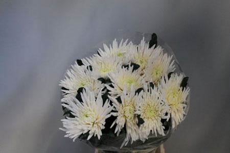 Chrysanthème Anastasia Blanc