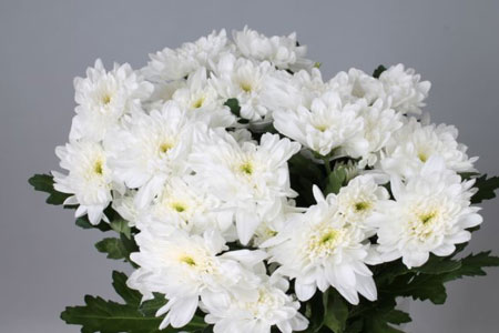 Chrysanthème Bonny Blanc
