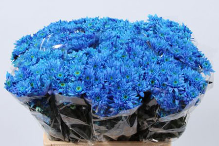 Chrysanthème Bonny Bleu