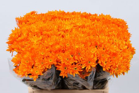 Chrysanthème Bonny Orange