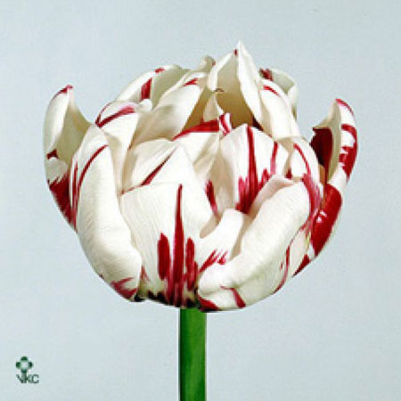 Tulipe Blanche & Rouge
