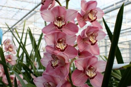 Nos orchidées Cymbidium, Phalaenopsis, Vanda, etc.