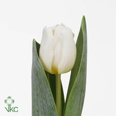 Novea Fleurs vous présente son assortiment de tulipes